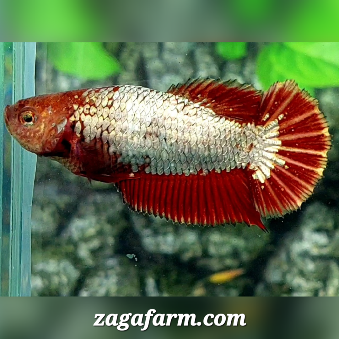 Red Copper Red Head HMPK Female For Sorority / Breed