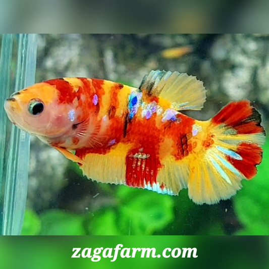 Yellowbase Candy Galaxy HMPK Female For Sorority / Breed