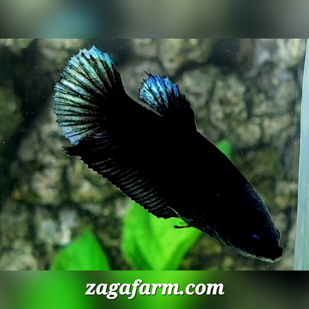 Steel Blue Black Light HMPK Female For Sorority / Breed