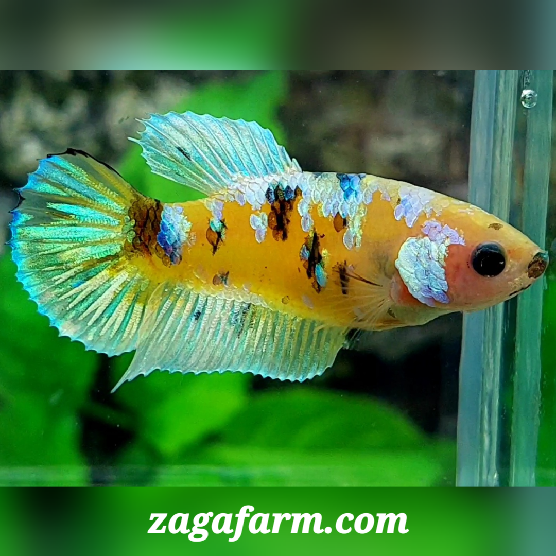 Yellow Galaxy HMPK Female For Sorority / Breed