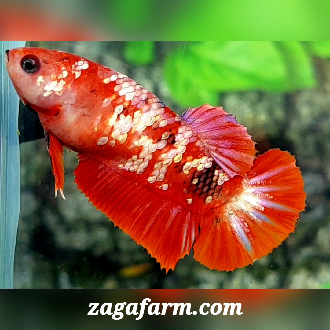 Red Gold Galaxy HMPK Female For Sorority / Breed