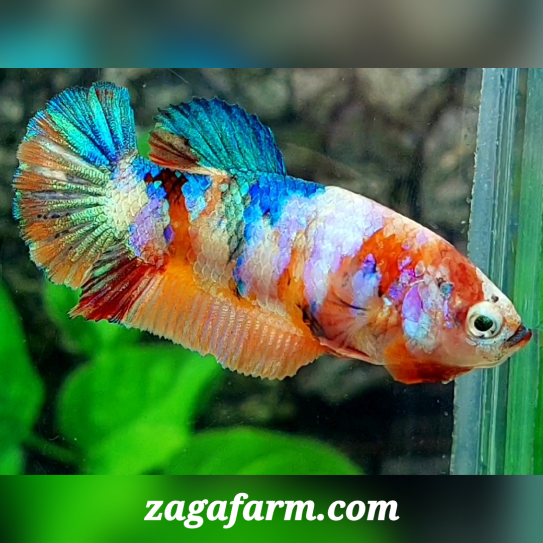 Multicolor Galaxy HMPK Female For Sorority / Breed