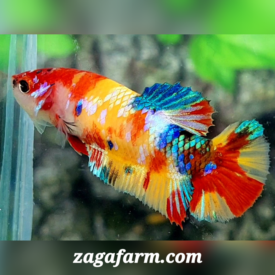 Multicolor Yellowbase Galaxy HMPK Female For Sorority / Breed