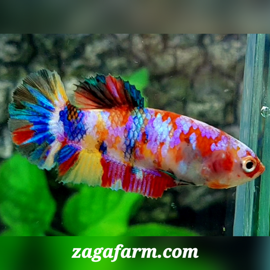 Multicolor Galaxy HMPK Female For Sorority / Breed