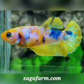 Yellow Pink Galaxy HMPK Female For Sorority / Breed