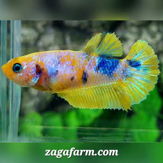 Yellow Pink Galaxy HMPK Female For Sorority / Breed