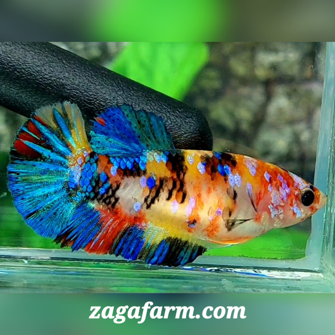 Multicolor Yellowbase Galaxy HMPK Female For Sorority / Breed