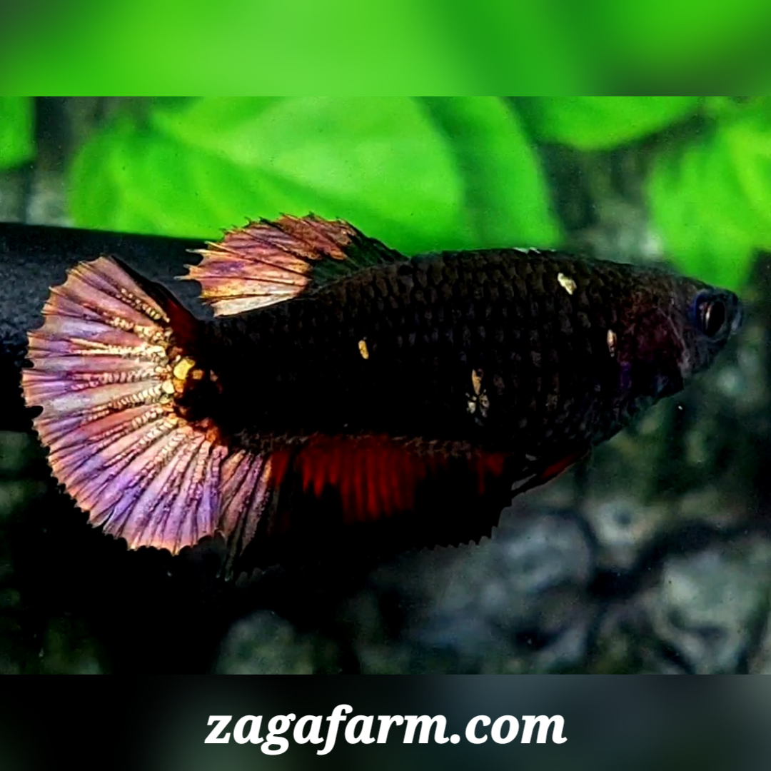 Black Copper Gold Star HMPK Female For Sorority / Breed