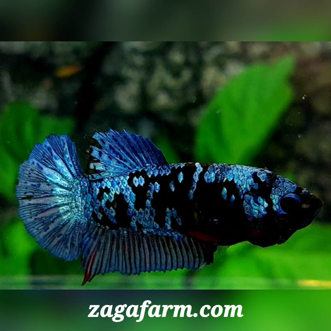 Avatar Grey HMPK Female For Sorority / Breed