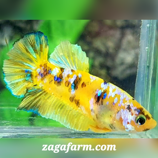 Yellow Tiger Koi Galaxy HMPK Female For Sorority / Breed