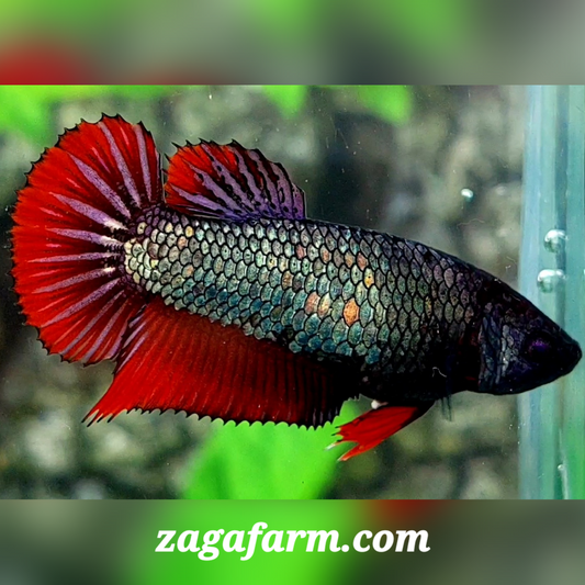 Copper Red Purple HMPK Female For Sorority / Breed