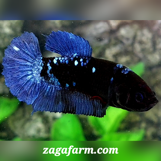 Avatar Grey HMPK Female For Sorority / Breed