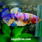 Multicolor Pink Purple Candy HMPK Female For Sorority / Breed