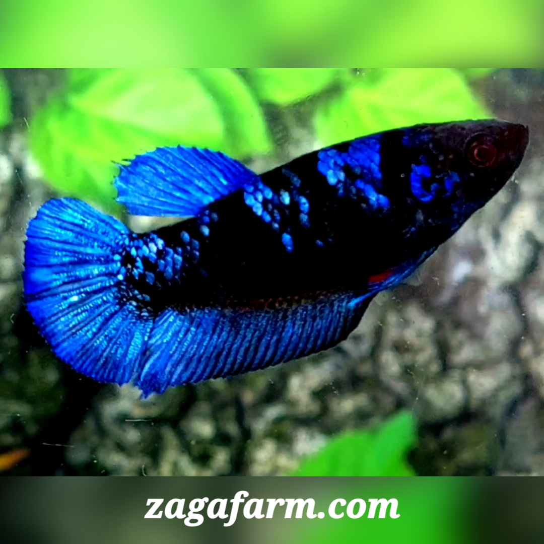 Blue Black Star HMPK Female For Sorority / Breed