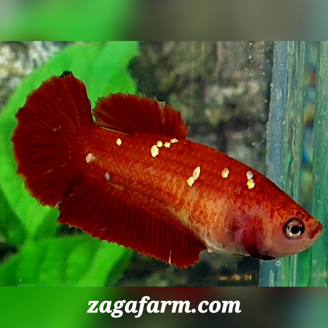 Red Gold Galaxy HMPK Female For Sorority / Breed