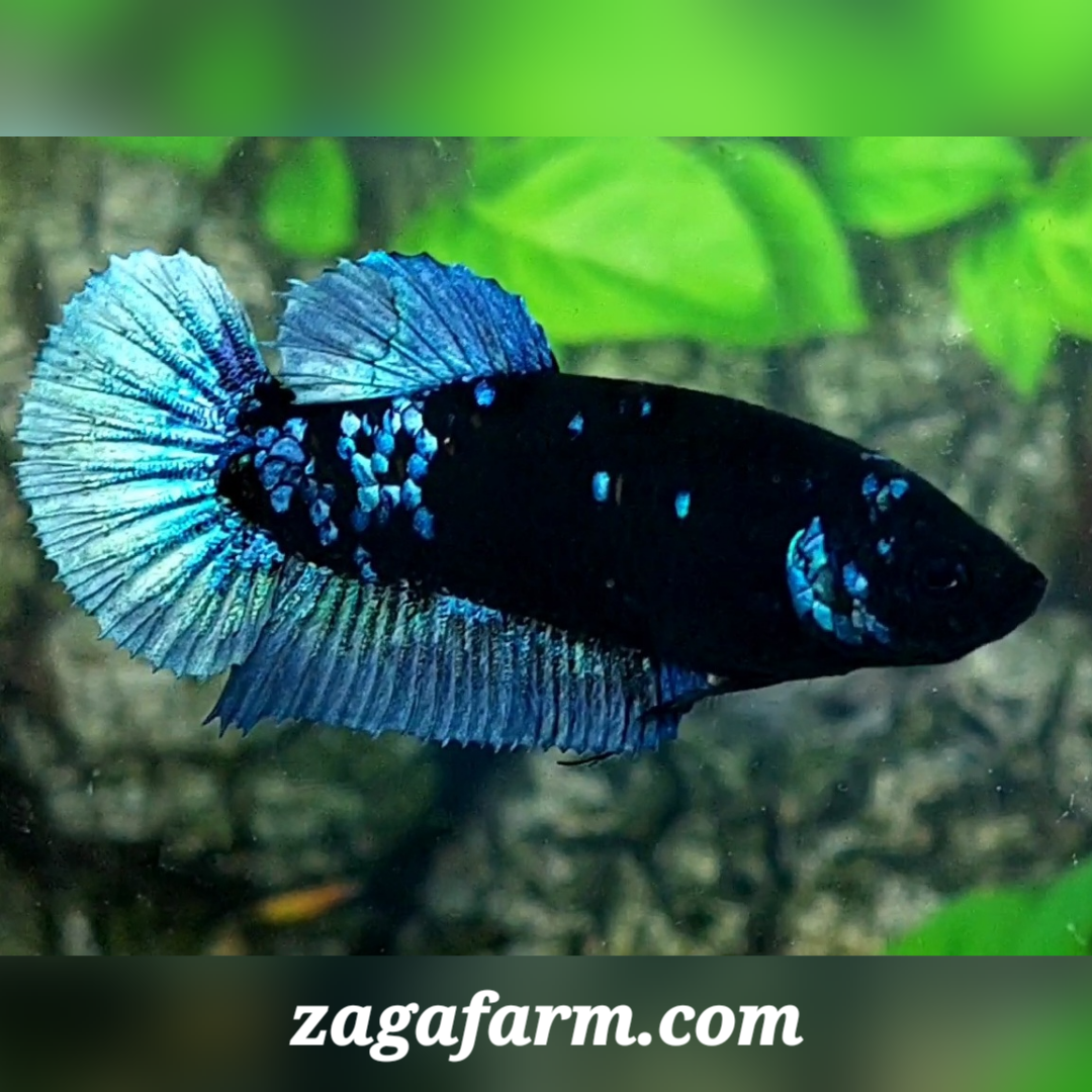 Avatar Blue Steel HMPK Female For Sorority / Breed