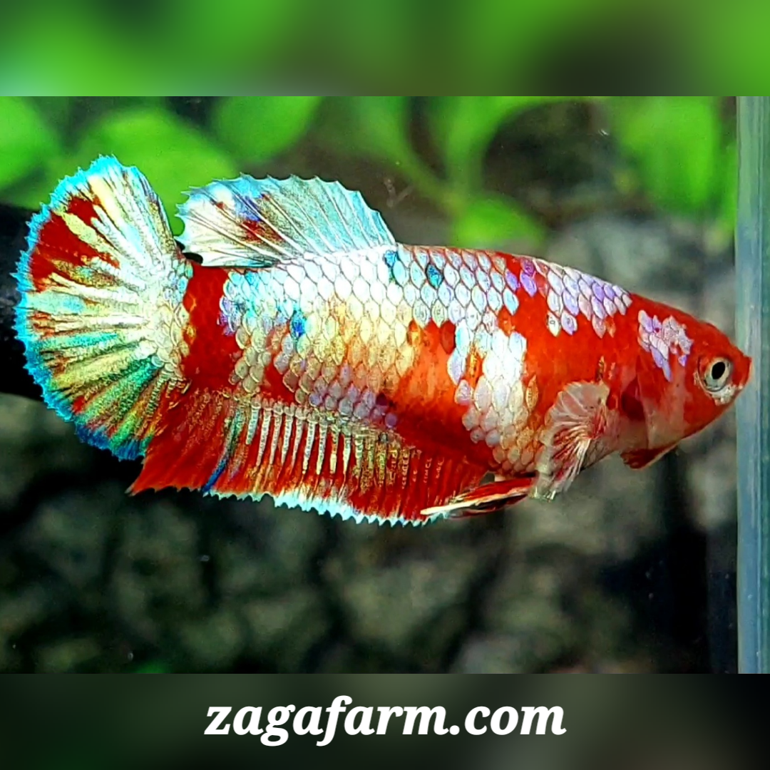 Red Barongsai HMPK Female For Sorority / Breed