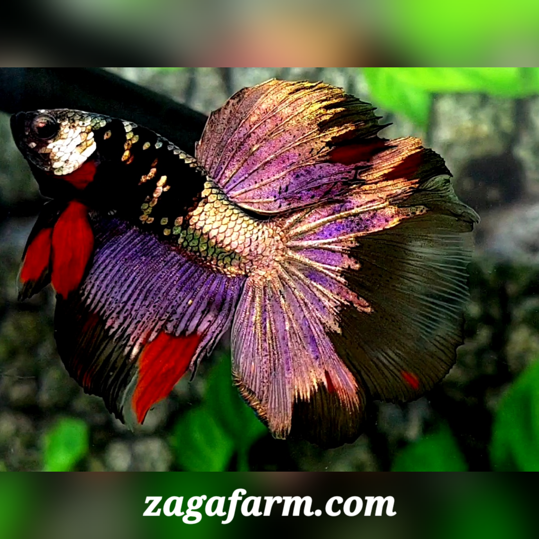 Avatar Copper Purple Gold Halfmoon Male