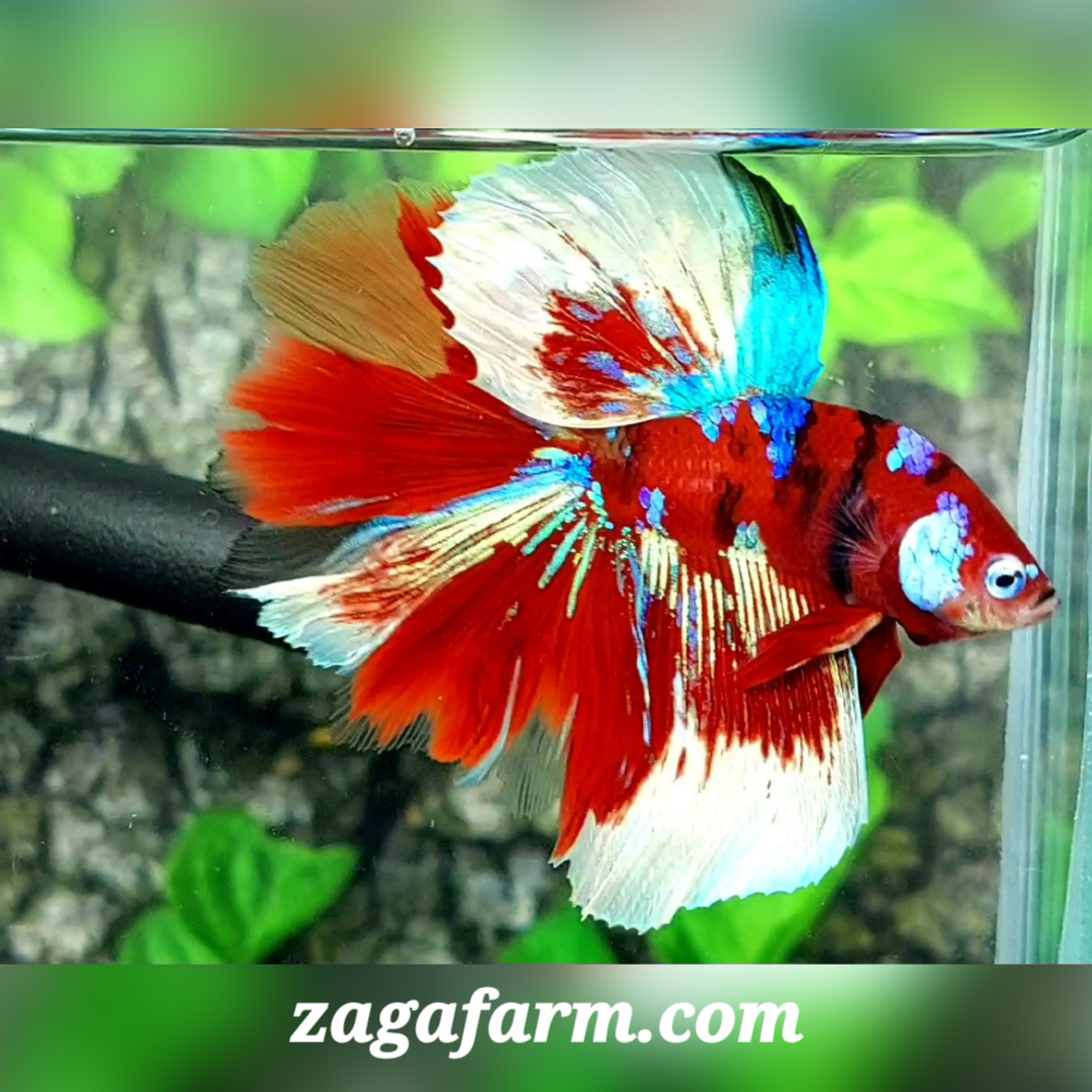 Red Barongsai Lion Dance Halfmoon Male