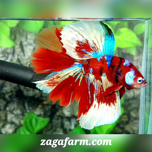 Red Barongsai Lion Dance Halfmoon Male