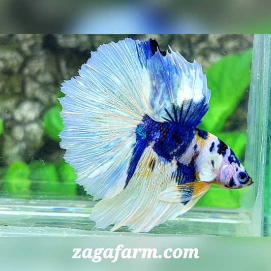 Fancy White Blue Marble Halfmoon Male