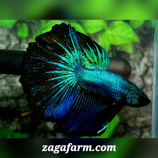 Blue Green Black Dragon Halfmoon Male