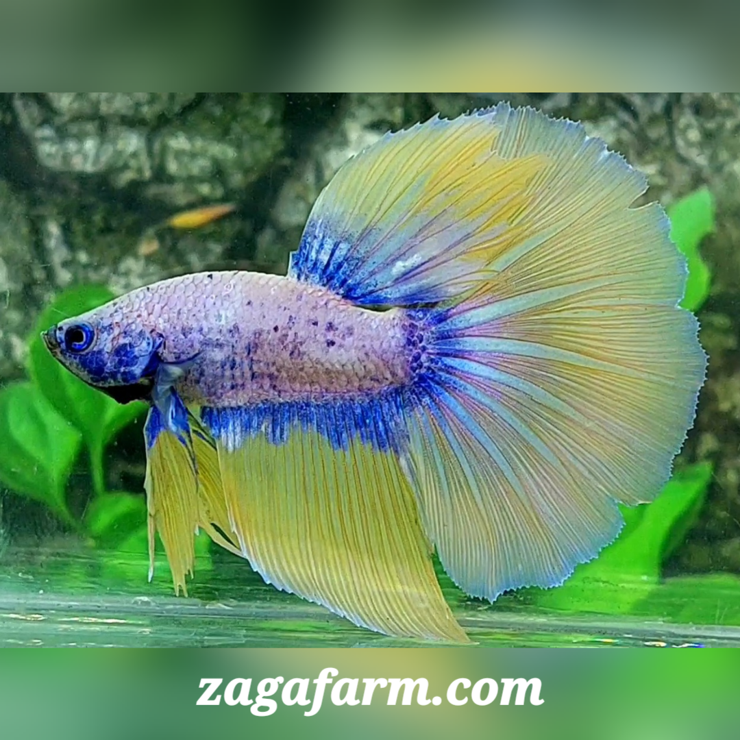 Yellow Grizzle Halfmoon Male