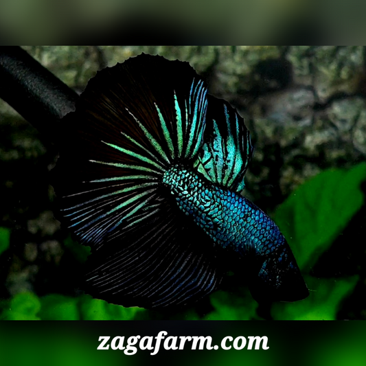 Turquoise Black Startail Halfmoon Male