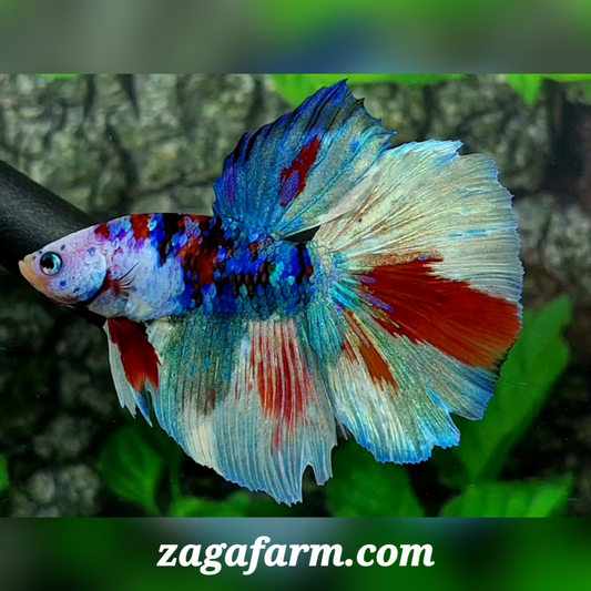 Multicolor Galaxy Halfmoon Male