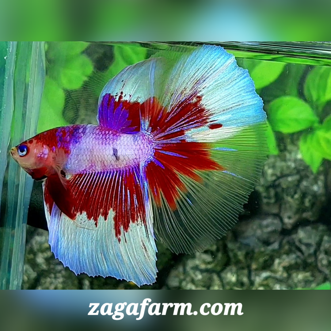 Red Purple Barongsai Halfmoon Male