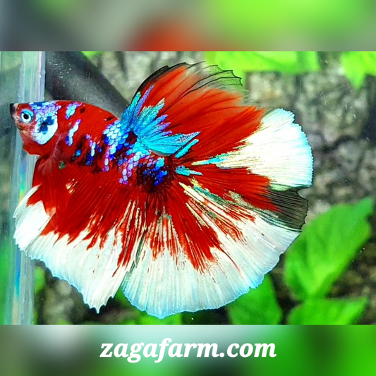 Red Barongsai Lion Dance Halfmoon Male