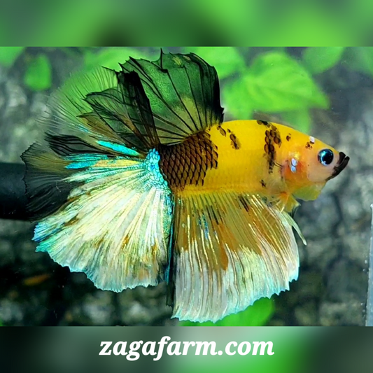 Yellow Koi Tiger Halfmoon Male