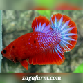 Purple Hellboy Startail HMPK Male