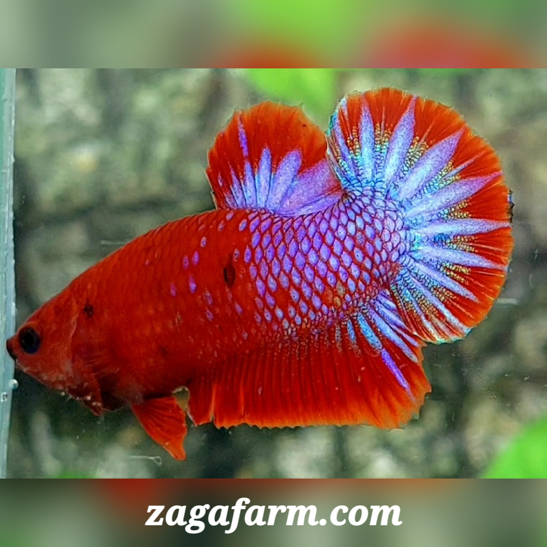 Purple Hellboy Startail HMPK Male