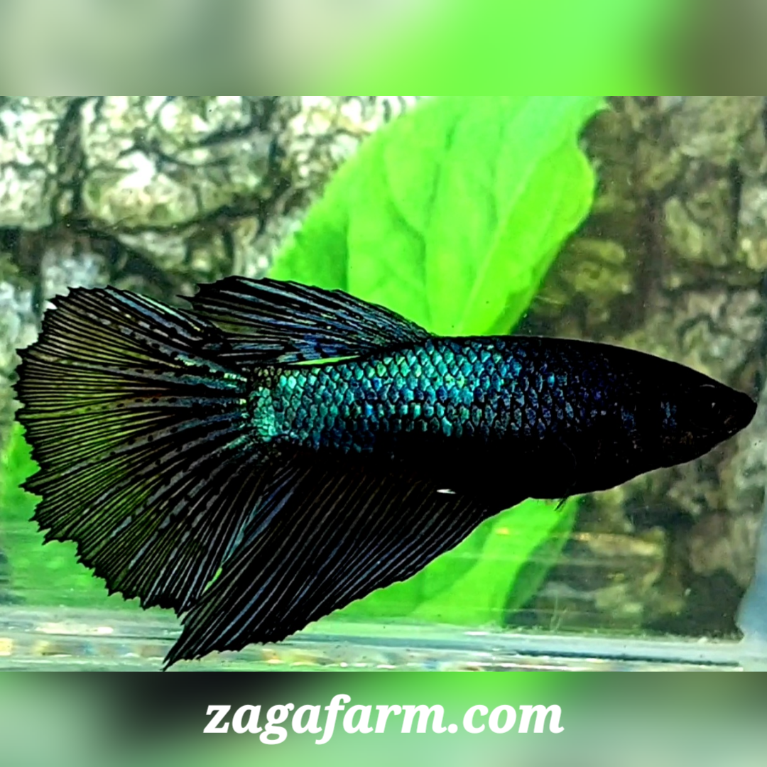 Green Black Orchid Halfmoon Female For Sorority / Breed