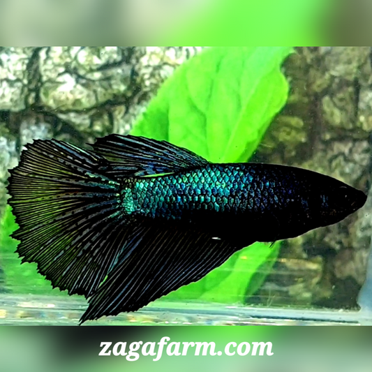 Green Black Orchid Halfmoon Female For Sorority / Breed