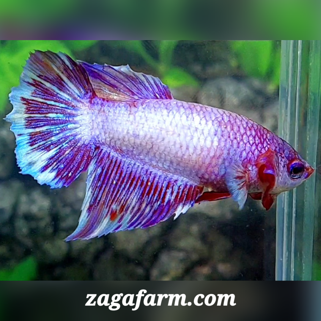 Purple Pink Fancy Halfmoon Female For Sorority / Breed