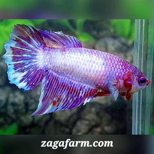 Purple Pink Fancy Halfmoon Female For Sorority / Breed