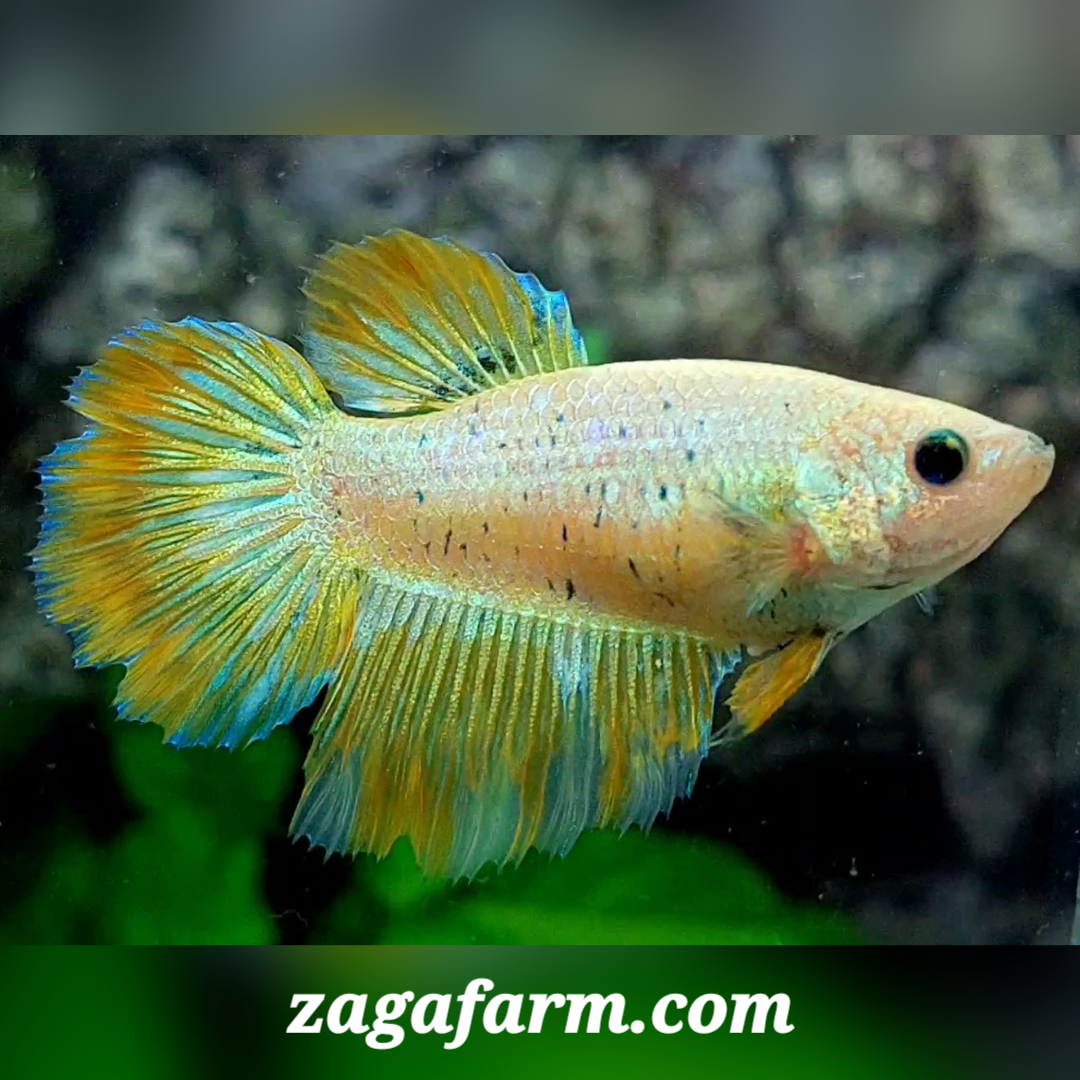 Yellow Gold Fancy Halfmoon Female For Sorority / Breed