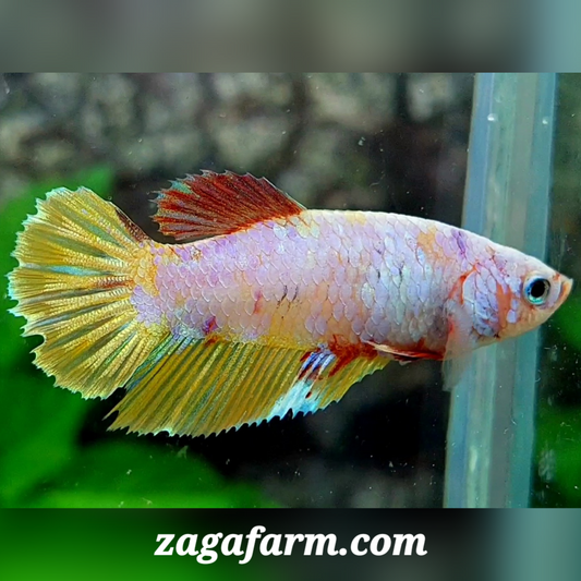 Multicolor Pink Gold Halfmoon Female For Sorority / Breed