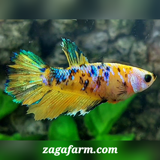 Yellow Koi Galaxy Halfmoon Female For Sorority / Breed