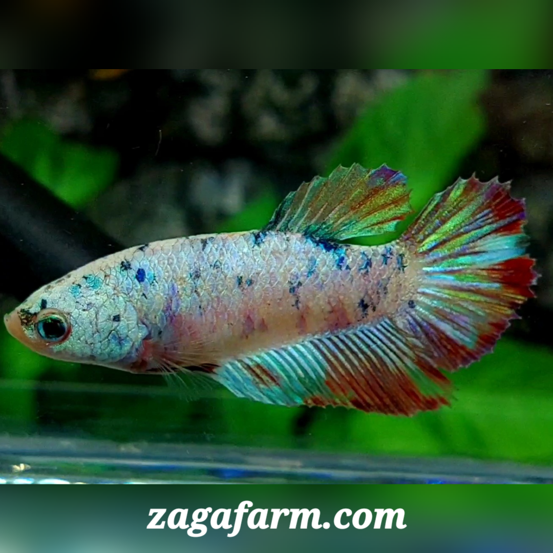 Fancy Halfmoon Female For Sorority / Breed