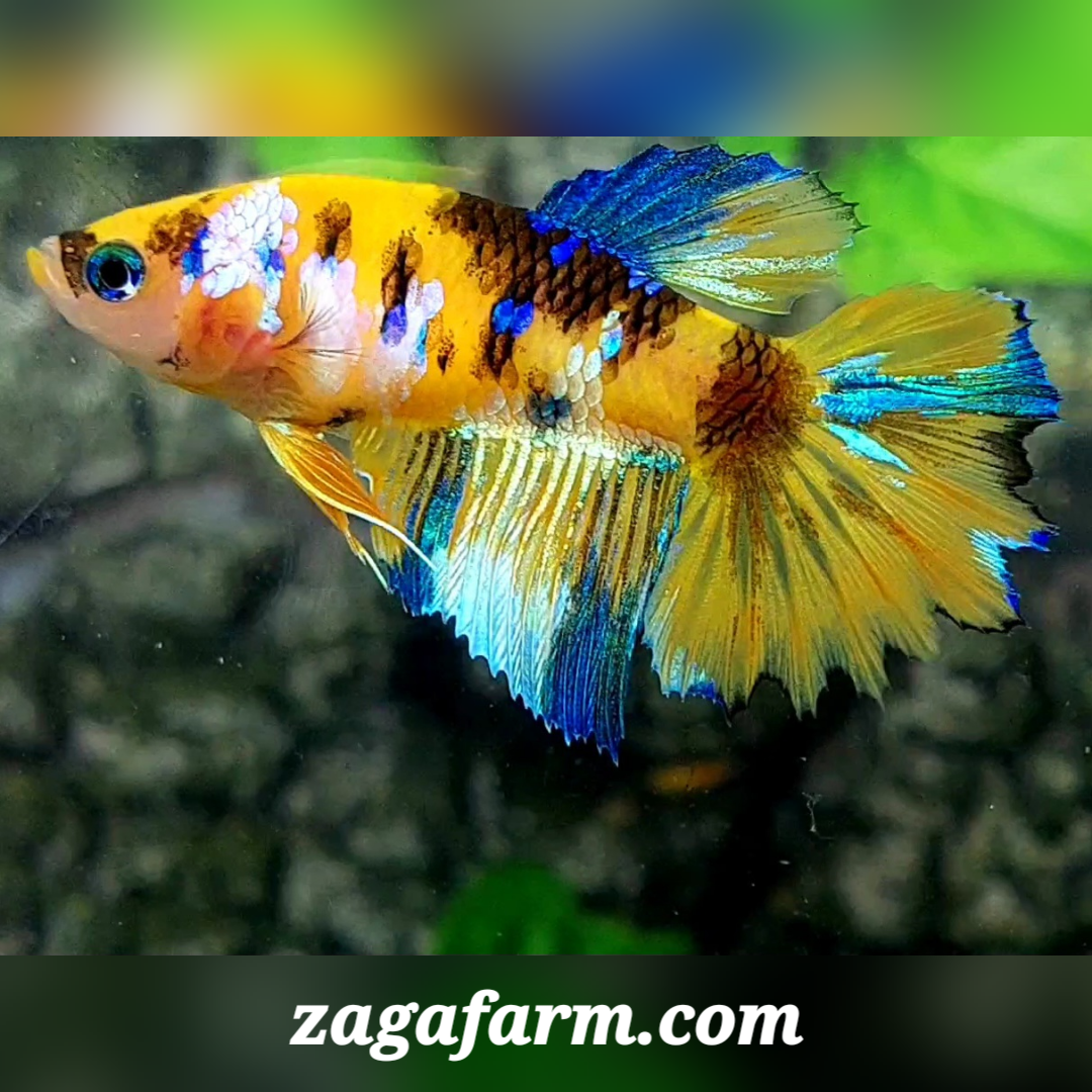 Yellow Tiger Koi Galaxy Halfmoon Female For Sorority / Breed