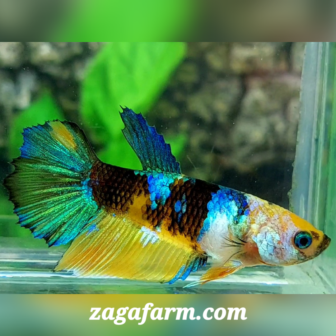 Yellow Koi Tiger Galaxy Halfmoon Female For Sorority / Breed