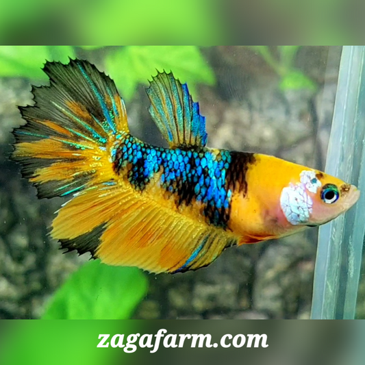 Yellow Tiger Koi Galaxy Halfmoon Female For Sorority / Breed