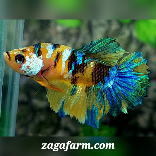 Yellow Tiger Koi Galaxy Halfmoon Female For Sorority / Breed