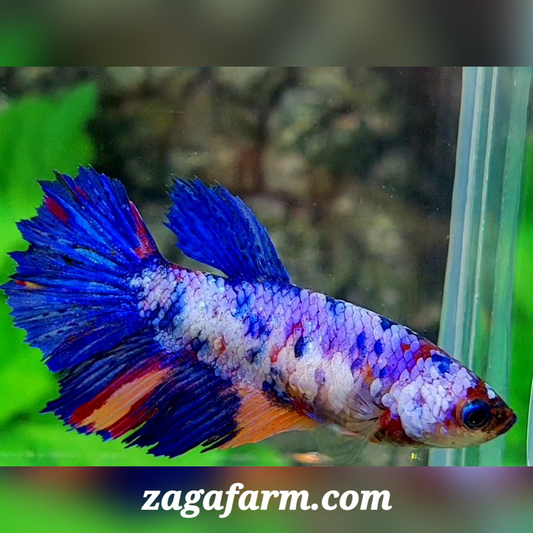 Multicolor Purple Blue Halfmoon Female For Sorority / Breed