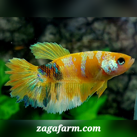 Yellow Gold Koi Galaxy Halfmoon Female For Sorority / Breed