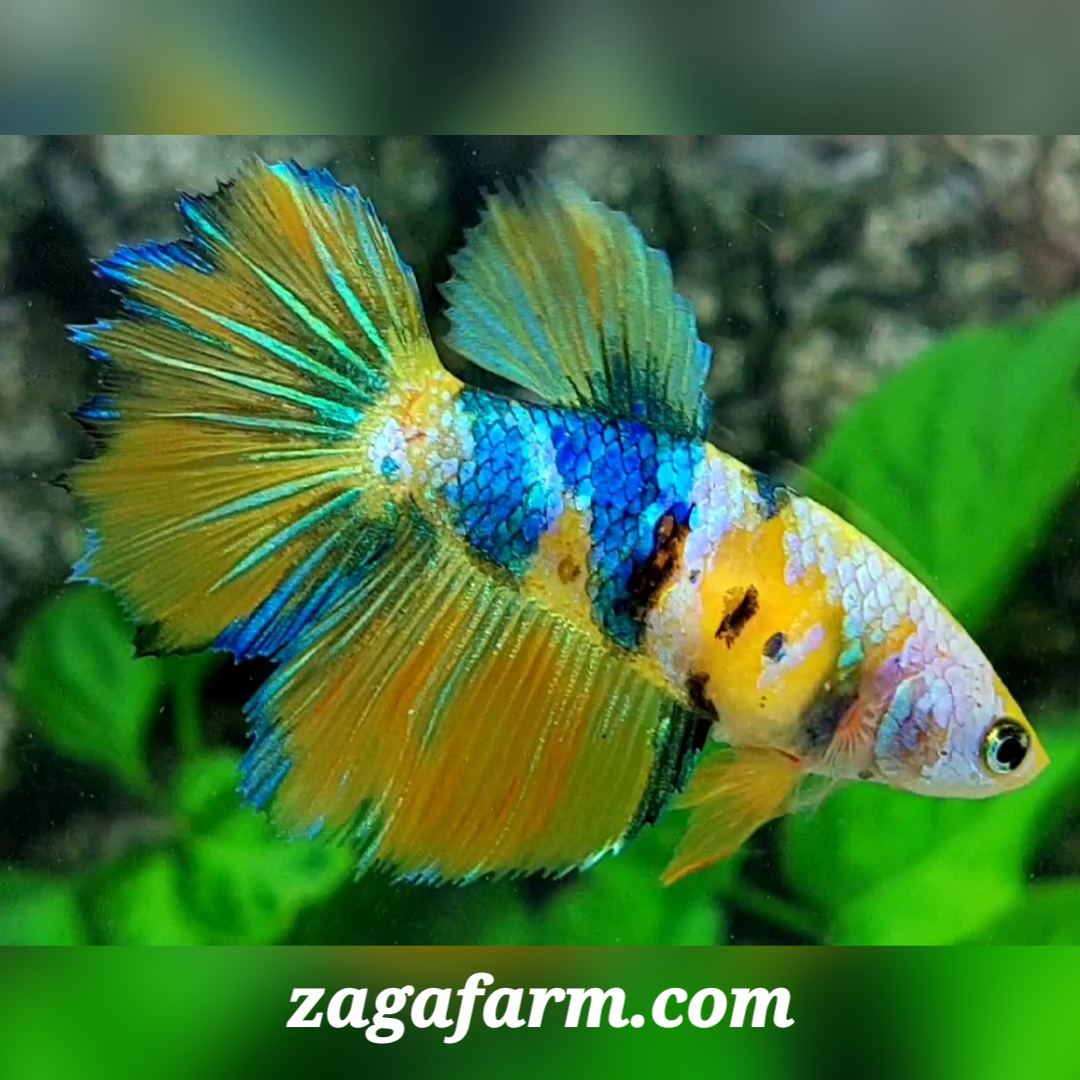 Yellow Koi Galaxy Halfmoon Female For Sorority / Breed