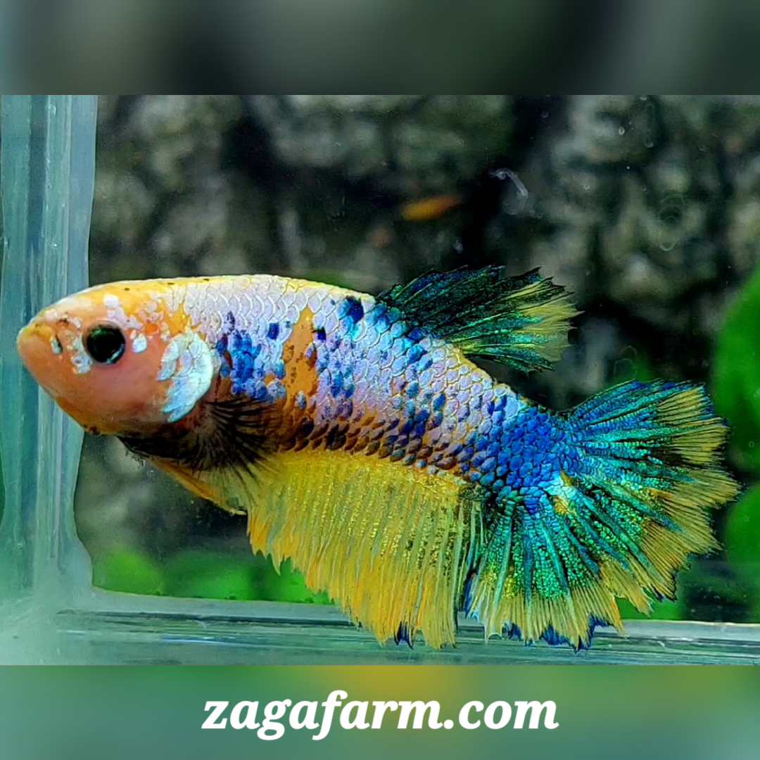 Yellow Fancy Halfmoon Female For Sorority / Breed